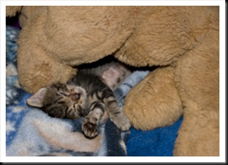 sleep-with-puppy