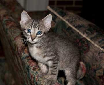 [male-tabby-sofa[4].jpg]