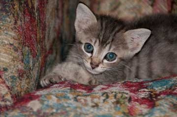 [tabby-head-shot[4].jpg]