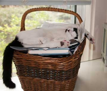 [white-&-black-bill-basket[4].jpg]
