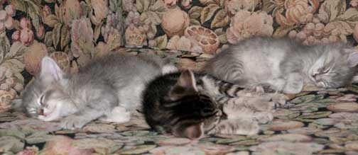 [3-babies-asleep[6].jpg]