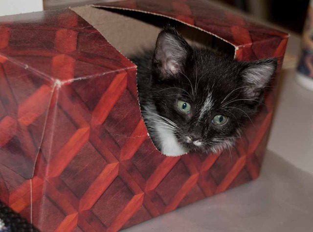 [widgit-tissue-box[4].jpg]