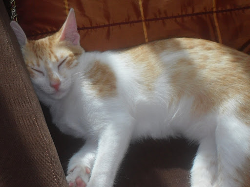 tyger