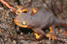 Newt