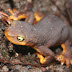 Newt