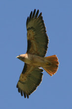 Hawk