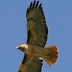 Hawk