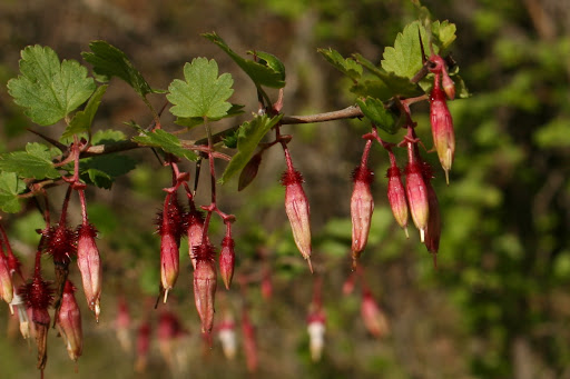Fuchsiaflower%20goosberry%203