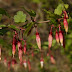 Fuchsiaflower%20goosberry%203