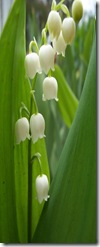 meiklokjes