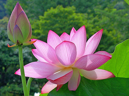 wallpaper flores de colores
