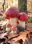 [Bild: 2009-10-20-Okt-Fliegenpilz-006.JPG]