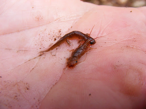 Dragonfly+larvae+for+sale