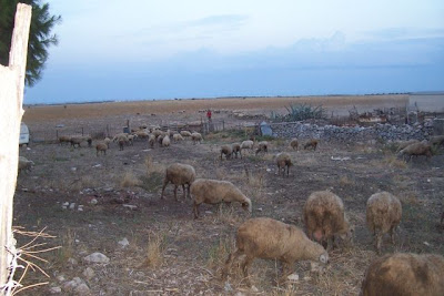 Image of Allevamento di ovini