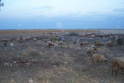 Image of Allevamento di ovini