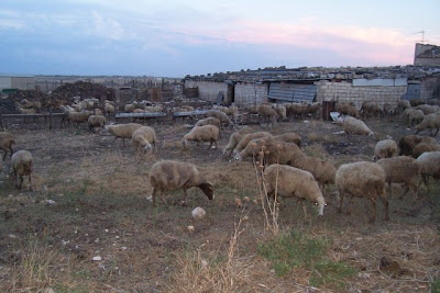 Image of Allevamento di ovini
