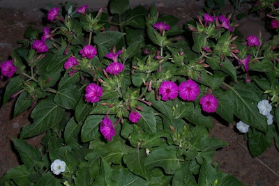 Image of Bella di notte