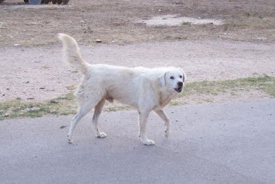 Image of Cane pastore maremmano-abruzzese