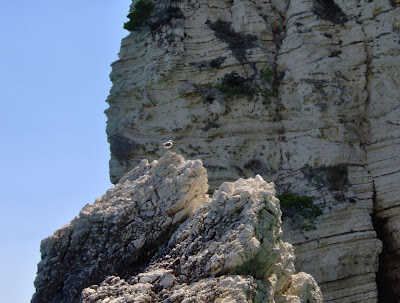 Image of Falesia nella Baia di Vignanotica Image of Falesia nella Baia di Vignanotica