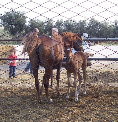 Image of Cavalli