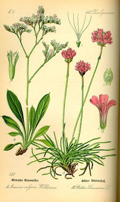 California seapink California seapink
