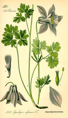 Aquilegia alpina,
Alpine Columbine,
Aquilegia maggiore Aquilegia alpina,
Alpine Columbine,
Aquilegia maggiore