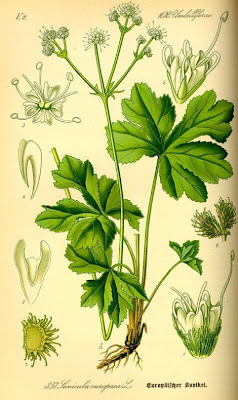 European sanicle