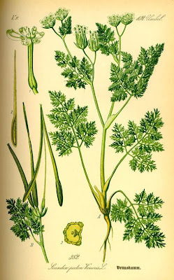 Acicula comune Acicula comune