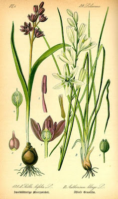 Alpine Squill, Scilla bifolia Alpine Squill, Scilla bifolia