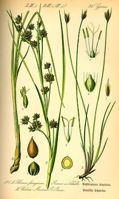 Giunco-nero delle paludi