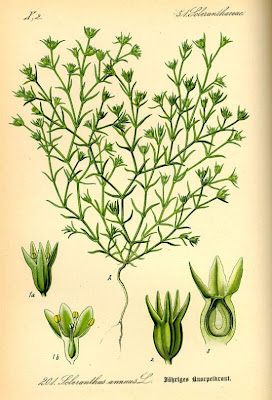Annual Knawel, Scleranthus annuus Annual Knawel, Scleranthus annuus