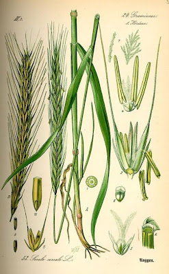 Grano germano