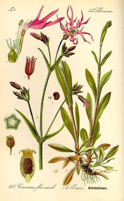 Ragged-robin Ragged-robin