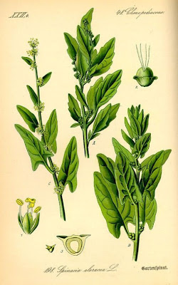 Espinafre