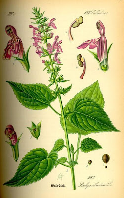 Stachys sylvatica L.