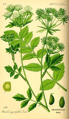 Cut-leaf-water-parsnip