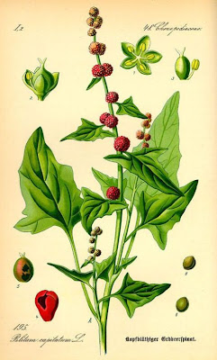 Blitum capitatum,
arroche fraise,
bledo,
Indian-ink,
Indian-paint,
kopfiger Erdbeerspinat,
strawberry blite,
strawberry-blight,
strawberry-spinach,
ähriger Erdbeerspinat Blitum capitatum,
arroche fraise,
bledo,
Indian-ink,
Indian-paint,
kopfiger Erdbeerspinat,
strawberry blite,
strawberry-blight,
strawberry-spinach,
ähriger Erdbeerspinat