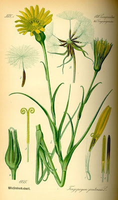 Goat's-beard