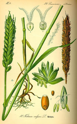 Frumento