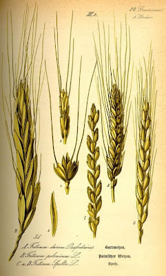 Grano di Polonia Grano di Polonia