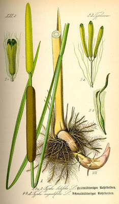 Narrow-leaf cat-tail