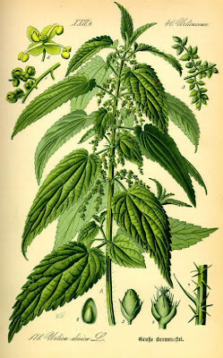 California nettle California nettle