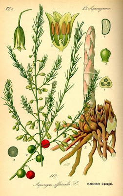 Asparagus,
asparagus Asparagus,
asparagus