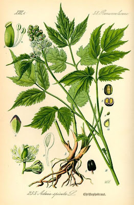 Actaea spicata,
baneberry,
Barba di capra,
Herb Christopher Actaea spicata,
baneberry,
Barba di capra,
Herb Christopher