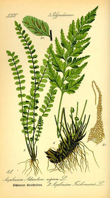 Asplenium trichomanes,
Asplenio tricomane,
dense spleenwort,
doradille chevelue,
maidenhair spleenwort,
Maidenhairspleenwort Asplenium trichomanes,
Asplenio tricomane,
dense spleenwort,
doradille chevelue,
maidenhair spleenwort,
Maidenhairspleenwort