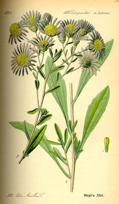 Aster amellus L.