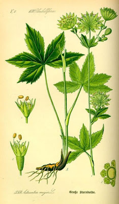 Astrantia major,
astrantia,
Astranzia maggiore,
greater masterwort,
Mountain Sanicle Astrantia major,
astrantia,
Astranzia maggiore,
greater masterwort,
Mountain Sanicle