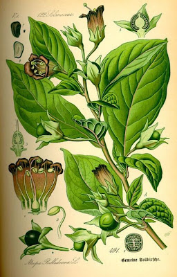 Atropa bella-donna,
belladonna Atropa bella-donna,
belladonna