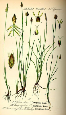 Dioecious Sedge Dioecious Sedge