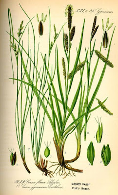 Carex flacca Schreber